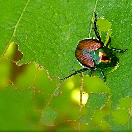 Pest Control Pest Control