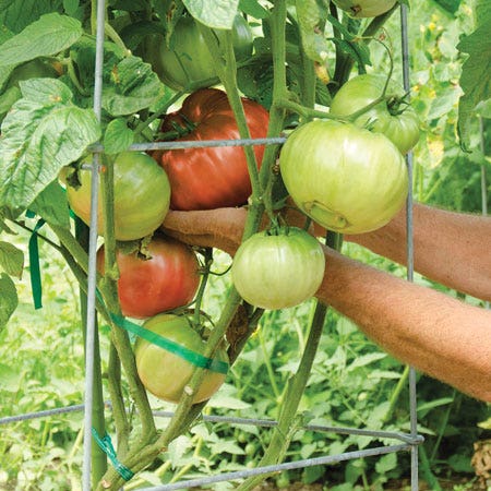 Vegetable Gardening