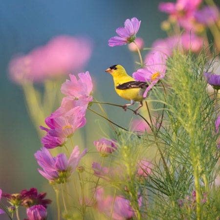 Garden bird accessories deals