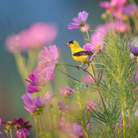 Backyard Birds & Nature