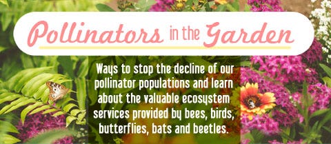 Pollinators Infograph 1