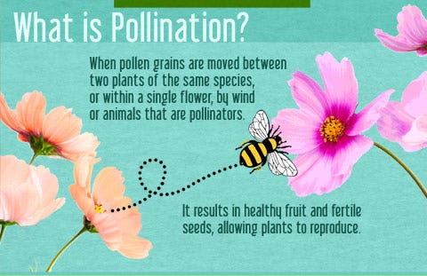 Pollinators Infograph 2