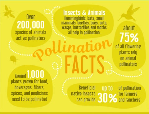 Pollinators Infograph 3