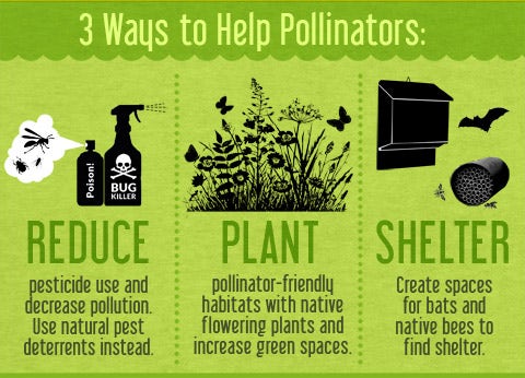 Pollinators Infograph 4