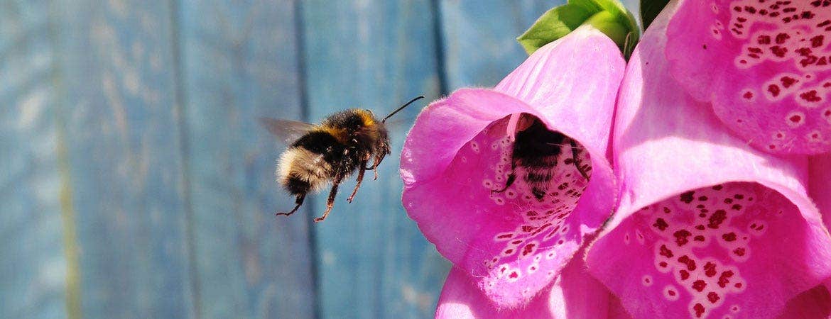 Beneficial pollinators header image