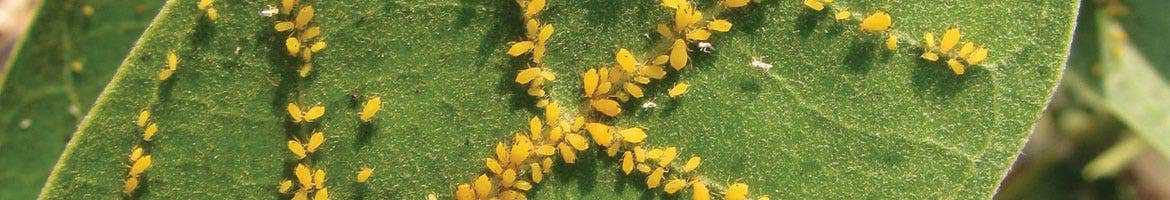 Aphids on leaf