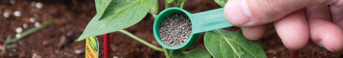 Fertilizing tomato plants