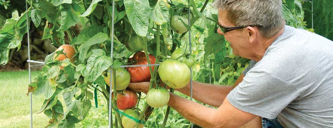 Summer tomato care guide header image