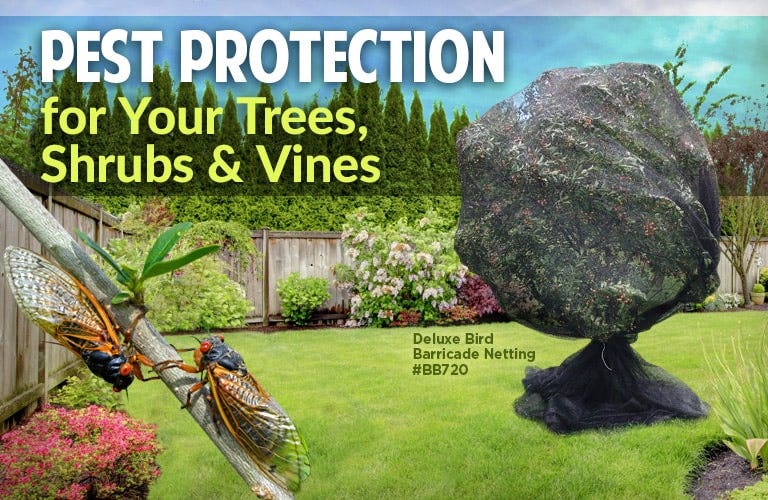 Cicada pest protection for your trees, shrubs, and vines - click here for more information