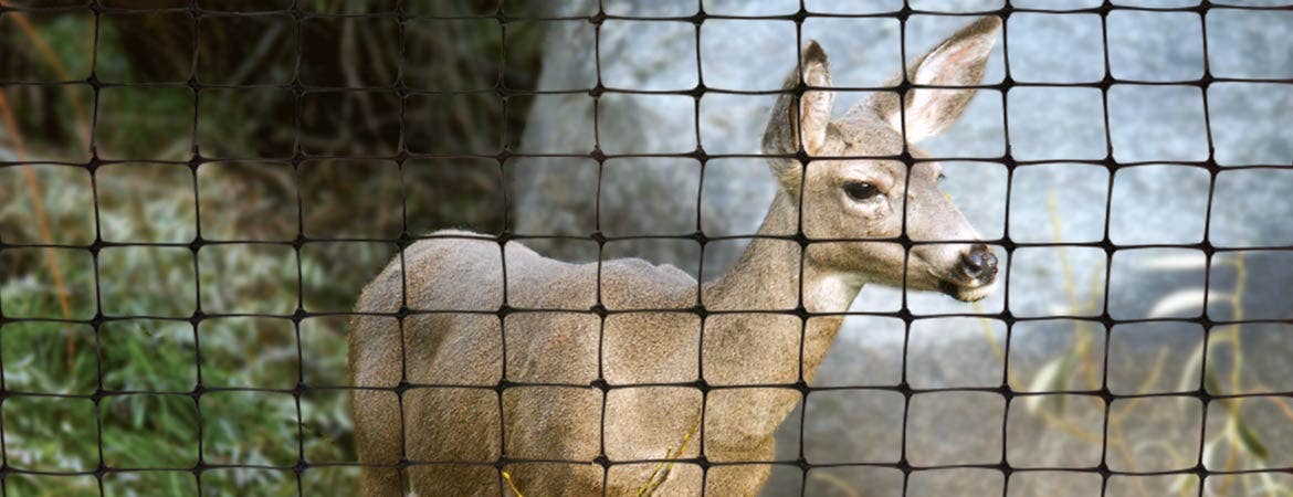 Deer fencing header image