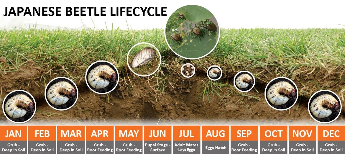 Japanese beetle lifecycle chart