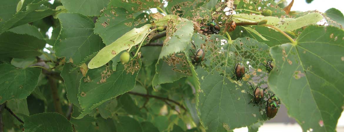 Japanese beetle and grub control header image