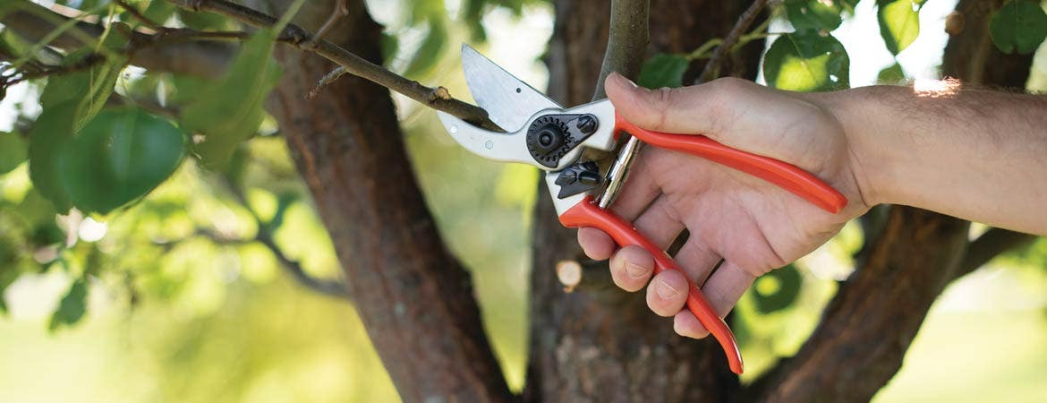 Pruning trees and shrubs guide header image