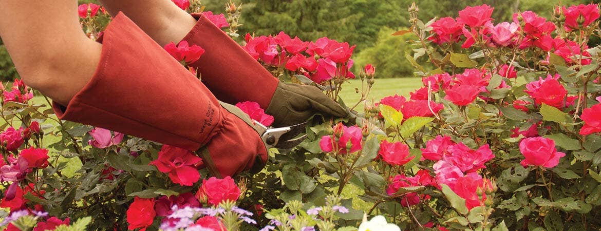 Rose pruning guide header image