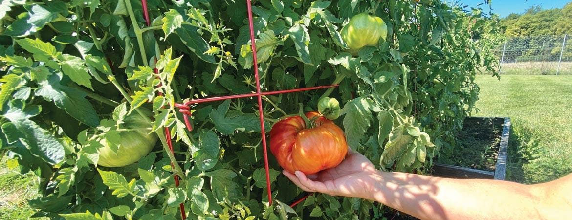 Tomato growing tips header image