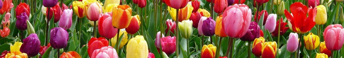 Tulips image